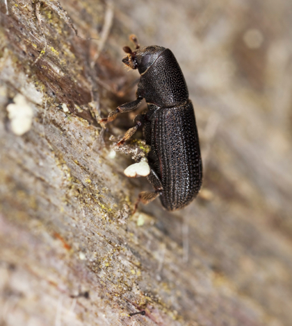 Bark Beetle in California