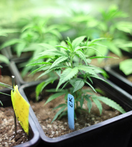 Drought Restrictions for California Pot Growers