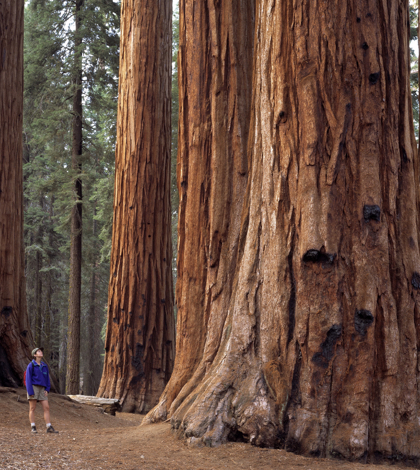 Sequoias could become extinct