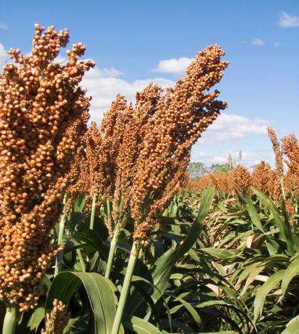 Study: How do drought conditions impact cereal grains?
