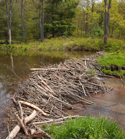 Beavers: the solution to the drought?