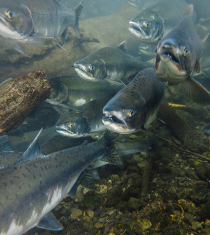 Egg injections: the key to saving California’s salmon population?