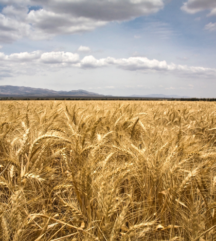 How the drought impacted agriculture in 2015