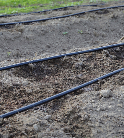 Drip Irrigation used for California Drought
