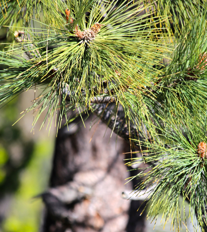 California’s drought renders pines trees
