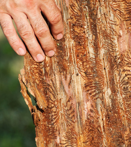 Remove bark beetle infested trees