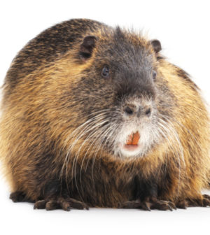 CDFW’s Nutria Eradication Operations Expand With $8.5 Million Award ...