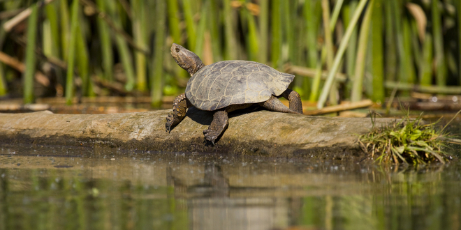 Valley Water Builds A New Wetland And Restores Portion Of Llagas Creek 