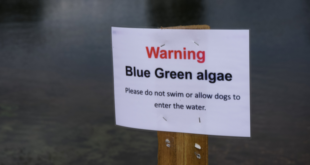 Algae warning at Pyramid Lake