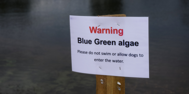 Algae warning at Pyramid Lake