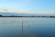 California to pay farmers to flood fields in winter