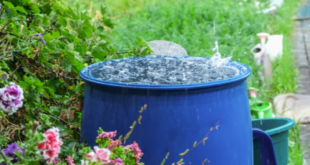West Basin to give away up to 1,500 free rain barrels this fall