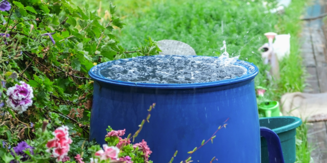 West Basin to give away up to 1,500 free rain barrels this fall