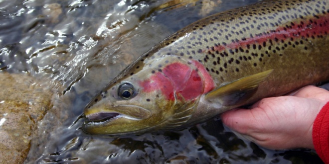 Grant will support Steelhead trout restoration in the Carmel River
