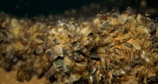 California responds to golden mussel threat